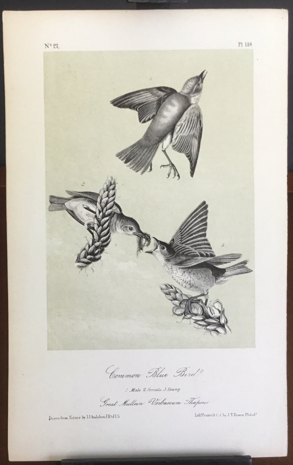 Audubon Octavo Common Bluebird, plate 134, uncolored test sheet, 7 x 11
