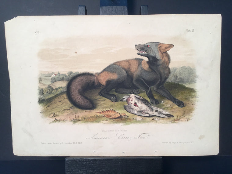 Lord-Hopkins Collection - American Cross Fox
