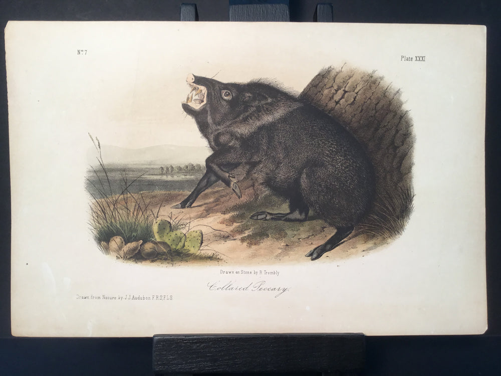 Lord-Hopkins Collection - Collard Peccary