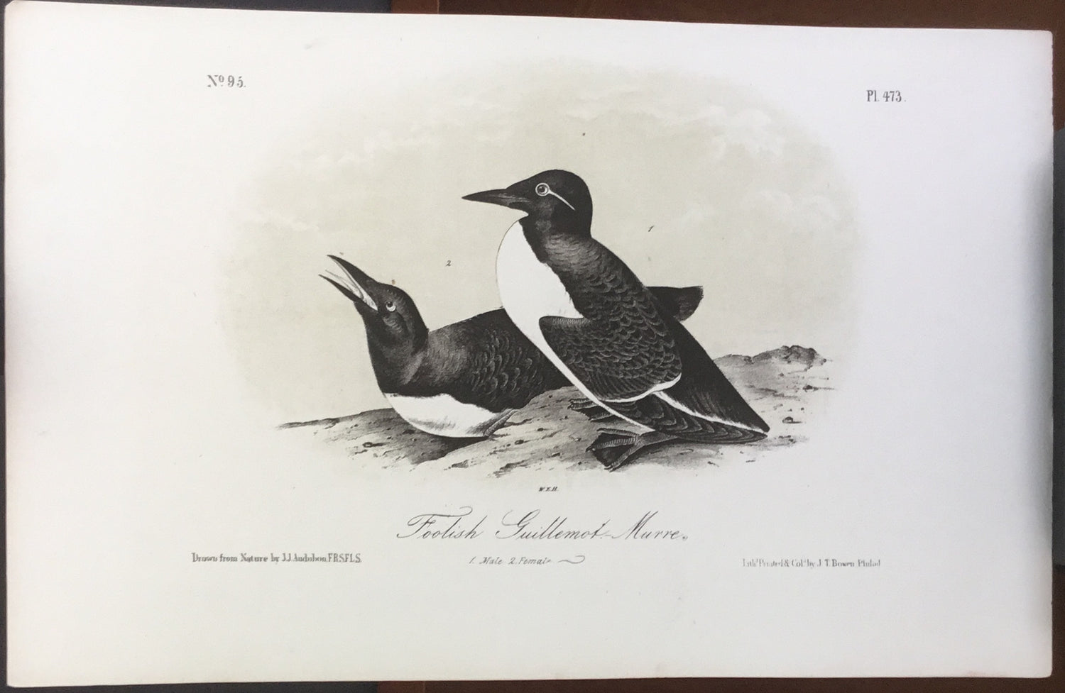 Audubon Octavo Foolish Guillemot Murre, plate 473, uncolored test sheet, 7 x 11