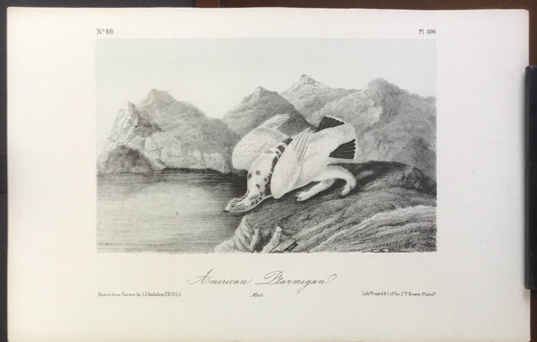 Audubon Octavo American Ptarmigan, plate 300, uncolored test sheet, 7 x 11