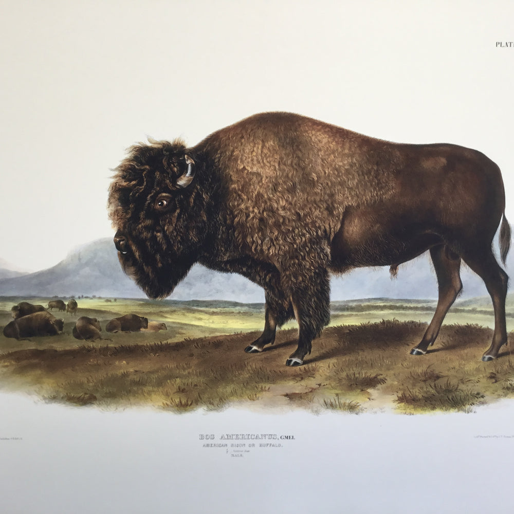 
                  
                    Special offer- Set of two Audubon Imperial Buffalo prints
                  
                