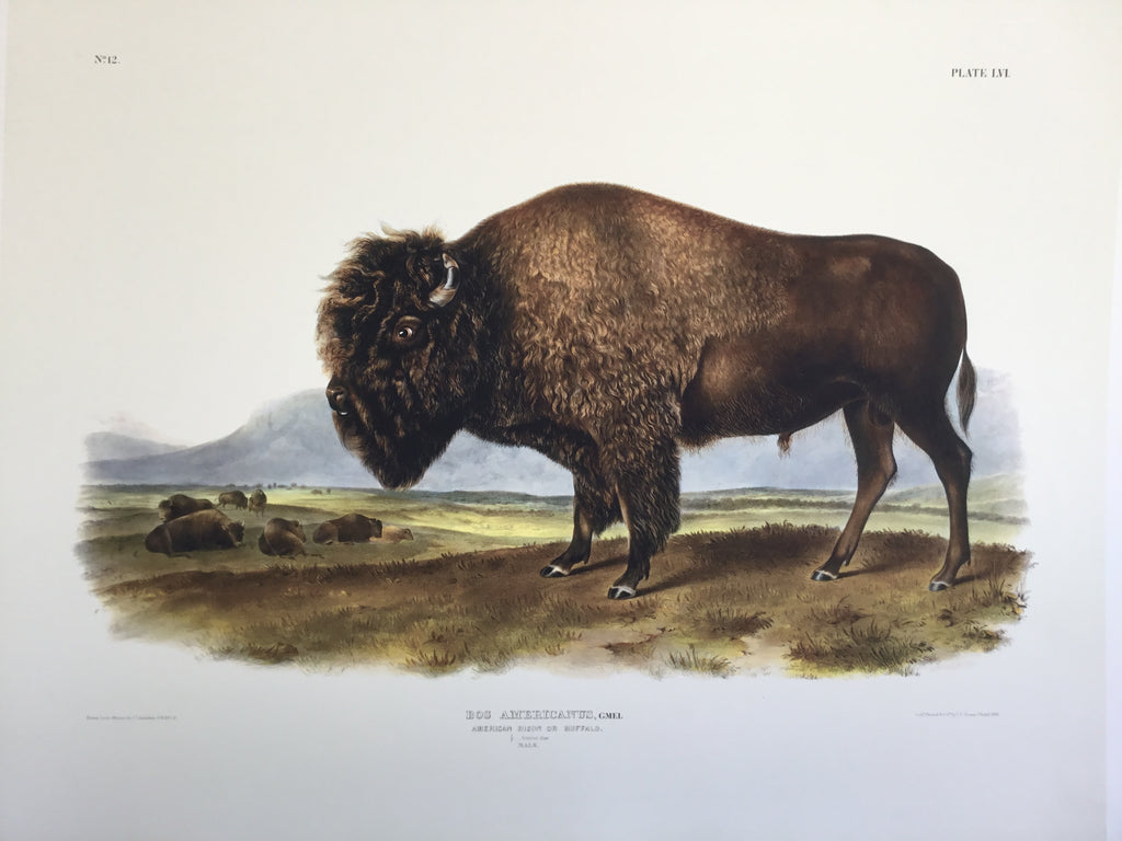 Special offer- Set of two Audubon Imperial Buffalo prints