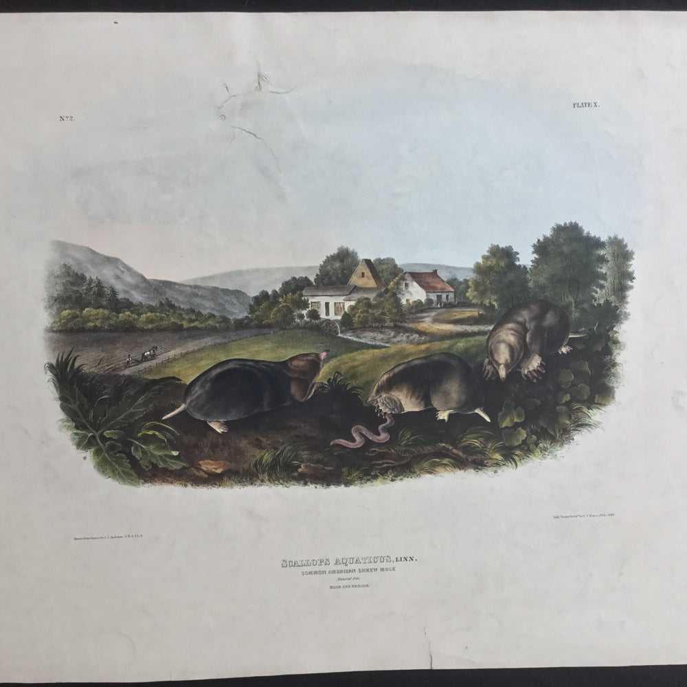 
                  
                    Lord-Hopkins Collection (Bowen pattern print), Audubon Original Imperial plate 10, Common American Shrew Mole
                  
                