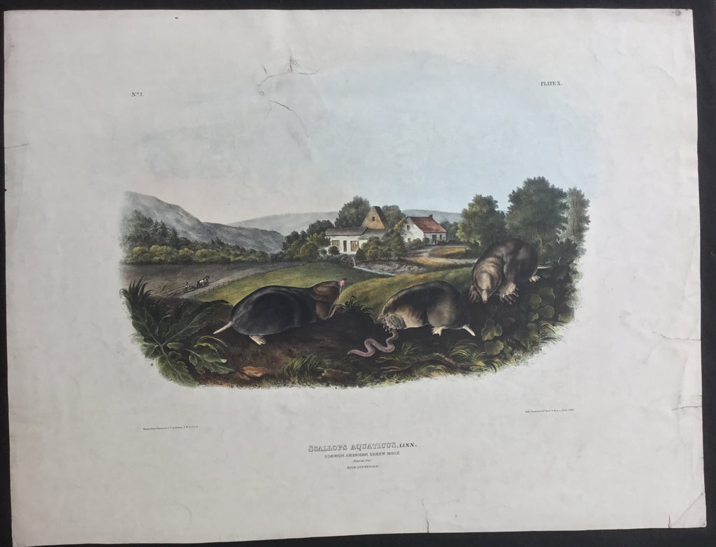 Lord-Hopkins Collection (Bowen pattern print), Audubon Original Imperial plate 10, Common American Shrew Mole