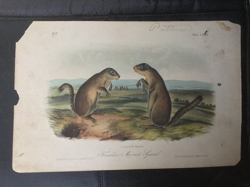 Lord-Hopkins Collection - Franklin’s Marmot Squirrel - Pattern print