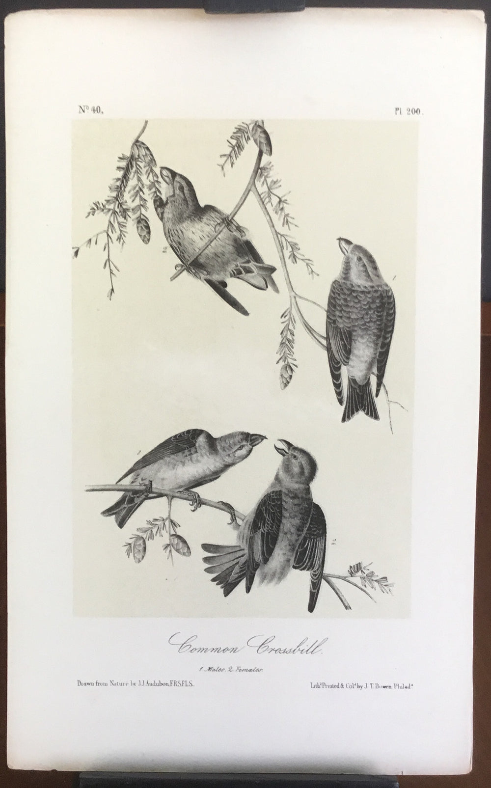 Audubon Octavo Common Crossbill, plate 200, uncolored test sheet, 7 x 11