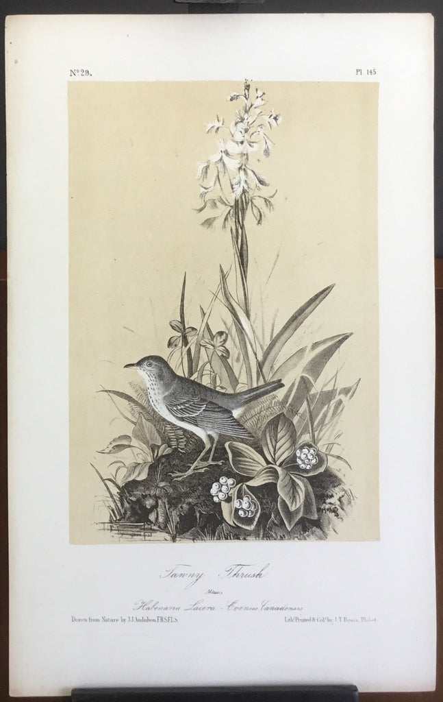 Audubon Octavo Tawny Thrush, plate 145 (2), uncolored test sheet, 7 x 11