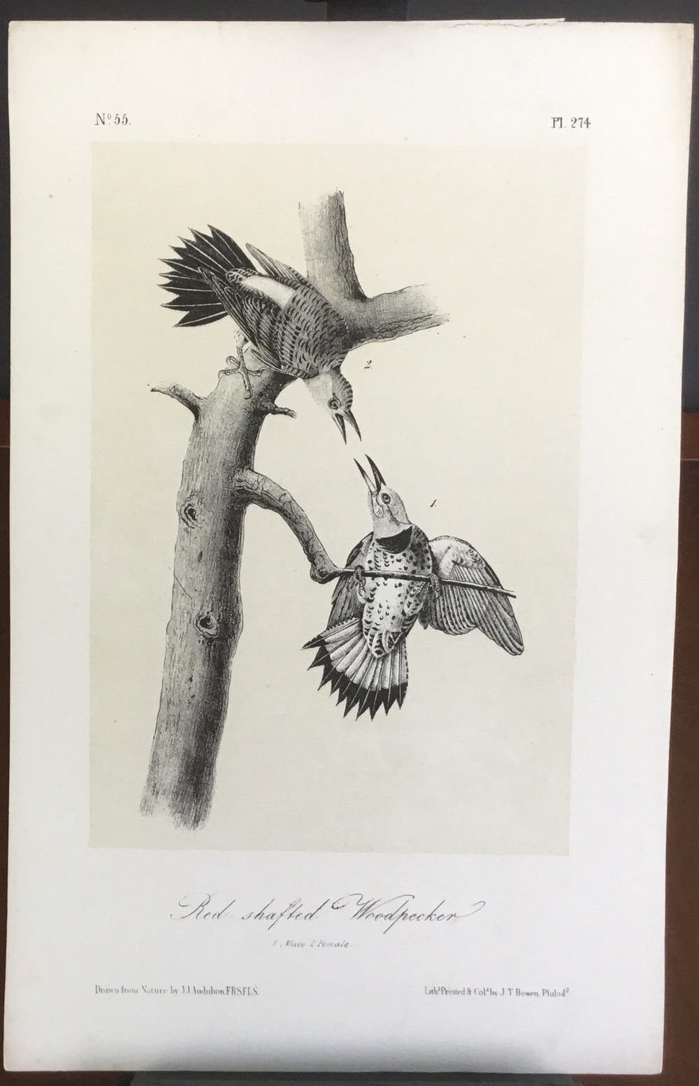Audubon Octavo Red-shafted Woodpecker, plate 274, uncolored test sheet, 7 x 11