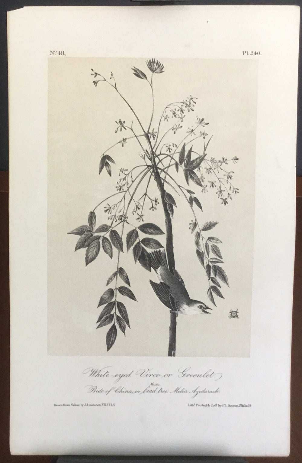 Audubon Octavo White-eyed Vireo or Greenlet (2), plate 240, uncolored test sheet, 7 x 11