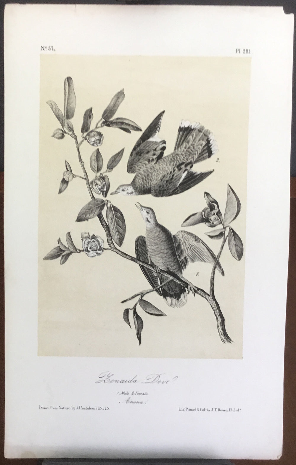 Audubon Octavo Zenaida Dove, plate 281, uncolored test sheet, 7 x 11