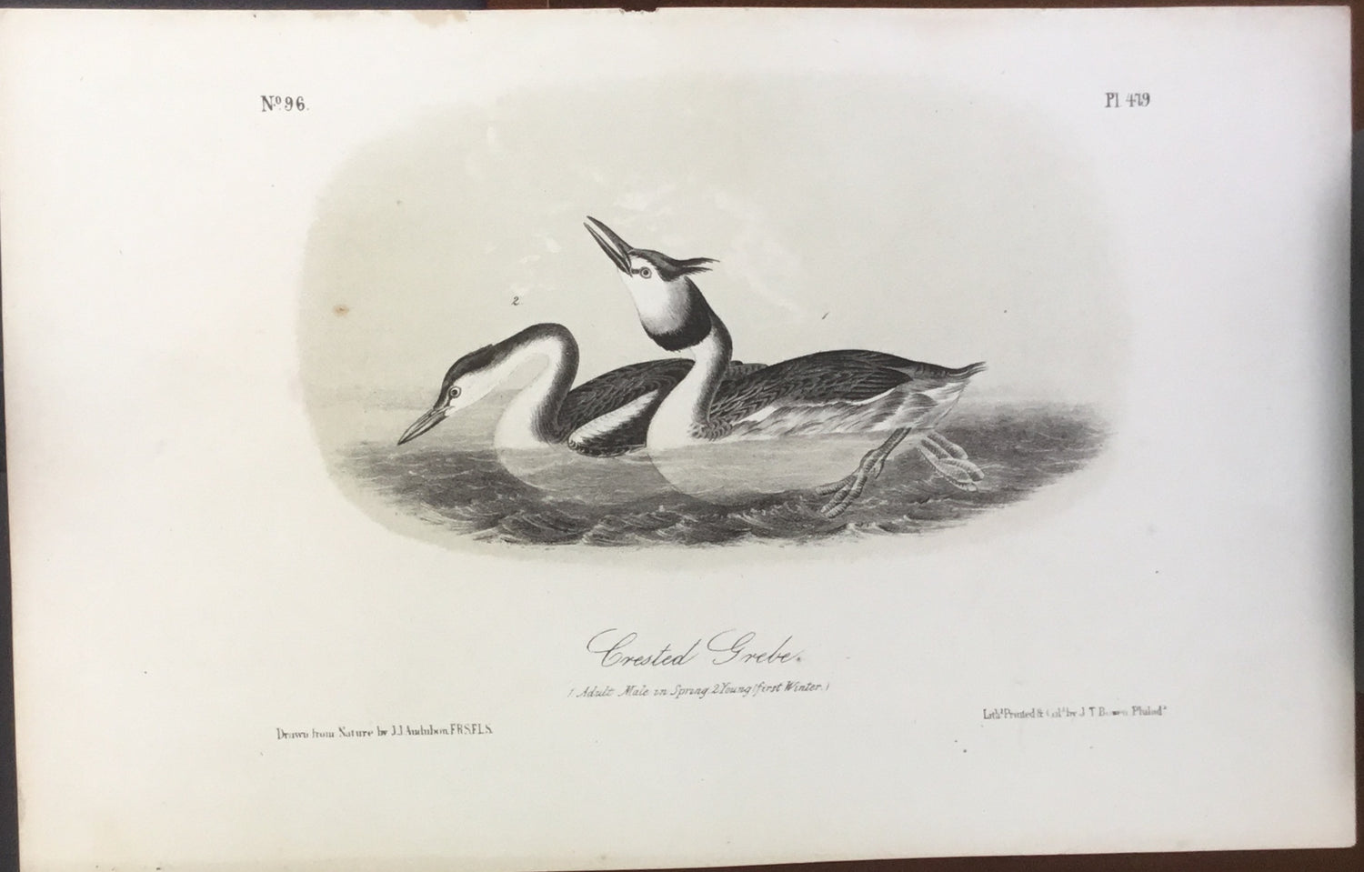 Audubon Octavo Crested Grebe, plate 479, uncolored test sheet, 7 x 11
