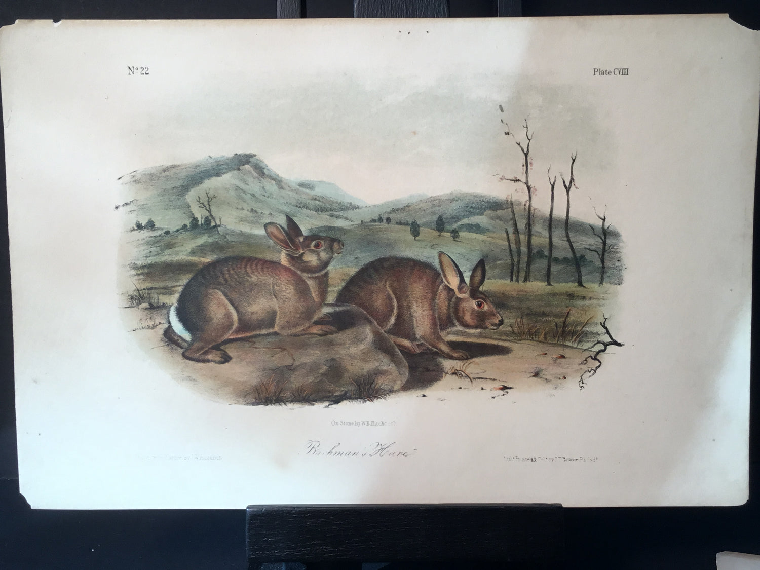 Lord-Hopkins Collection - Bachman’s Hare