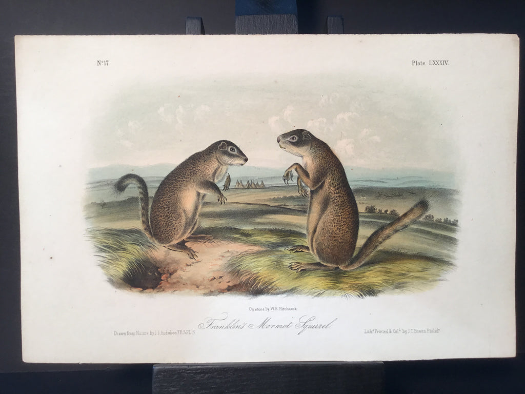 Lord-Hopkins Collection - Franklin’s Marmot Squirrel