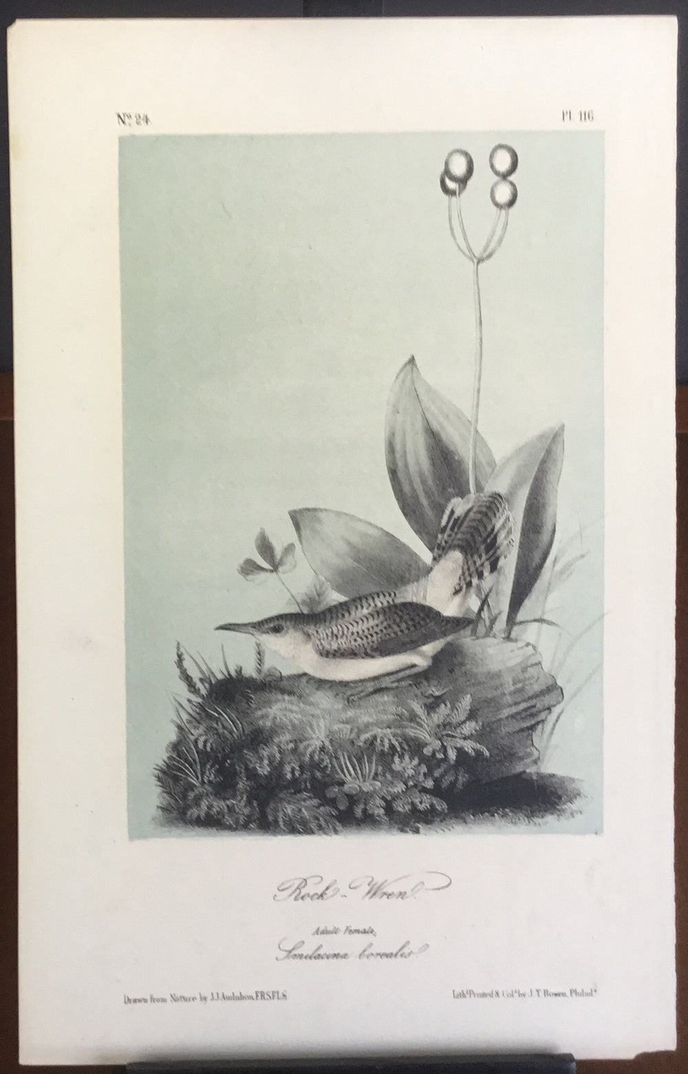 Audubon Octavo Rock Wren, plate 116, uncolored test sheet, 7 x 11