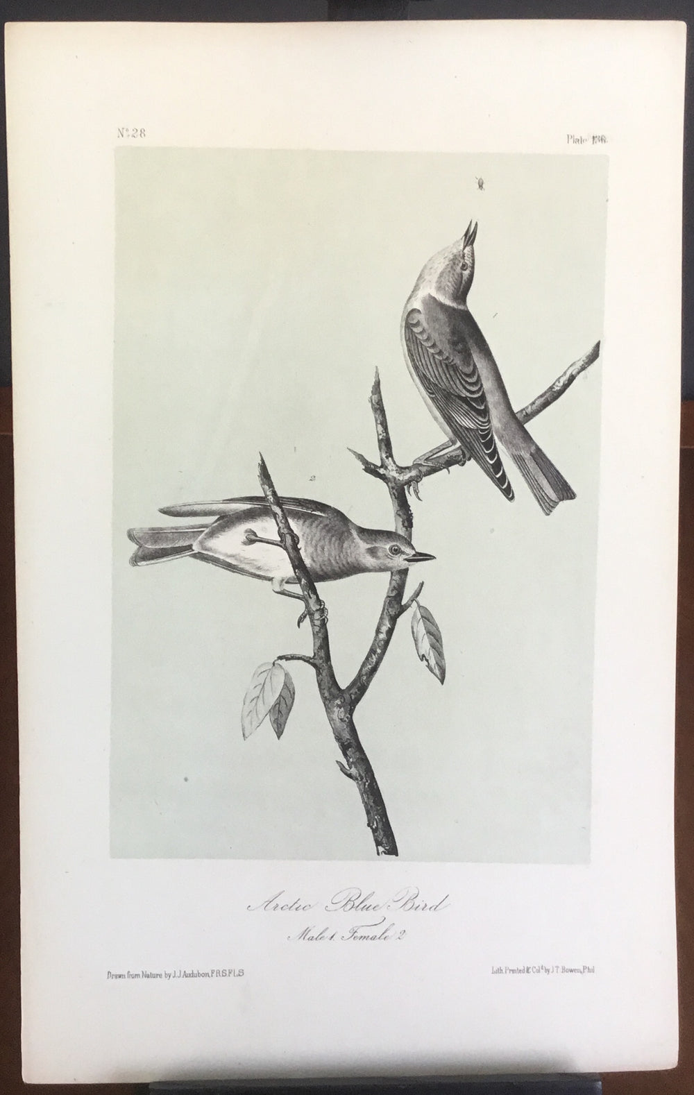Audubon Octavo Arctic  Bluebird, plate 136, uncolored test sheet, 7 x 11