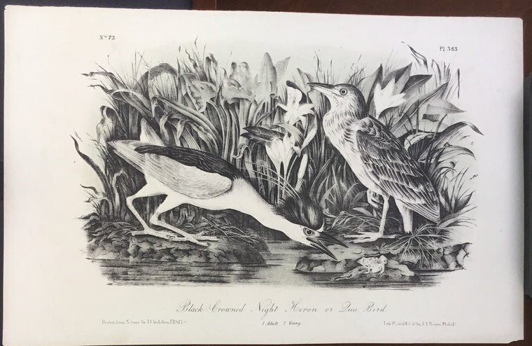 Audubon Octavo Black-crowned Night Heron or Qua Bird, plate 363, uncolored test sheet, 7 x 11