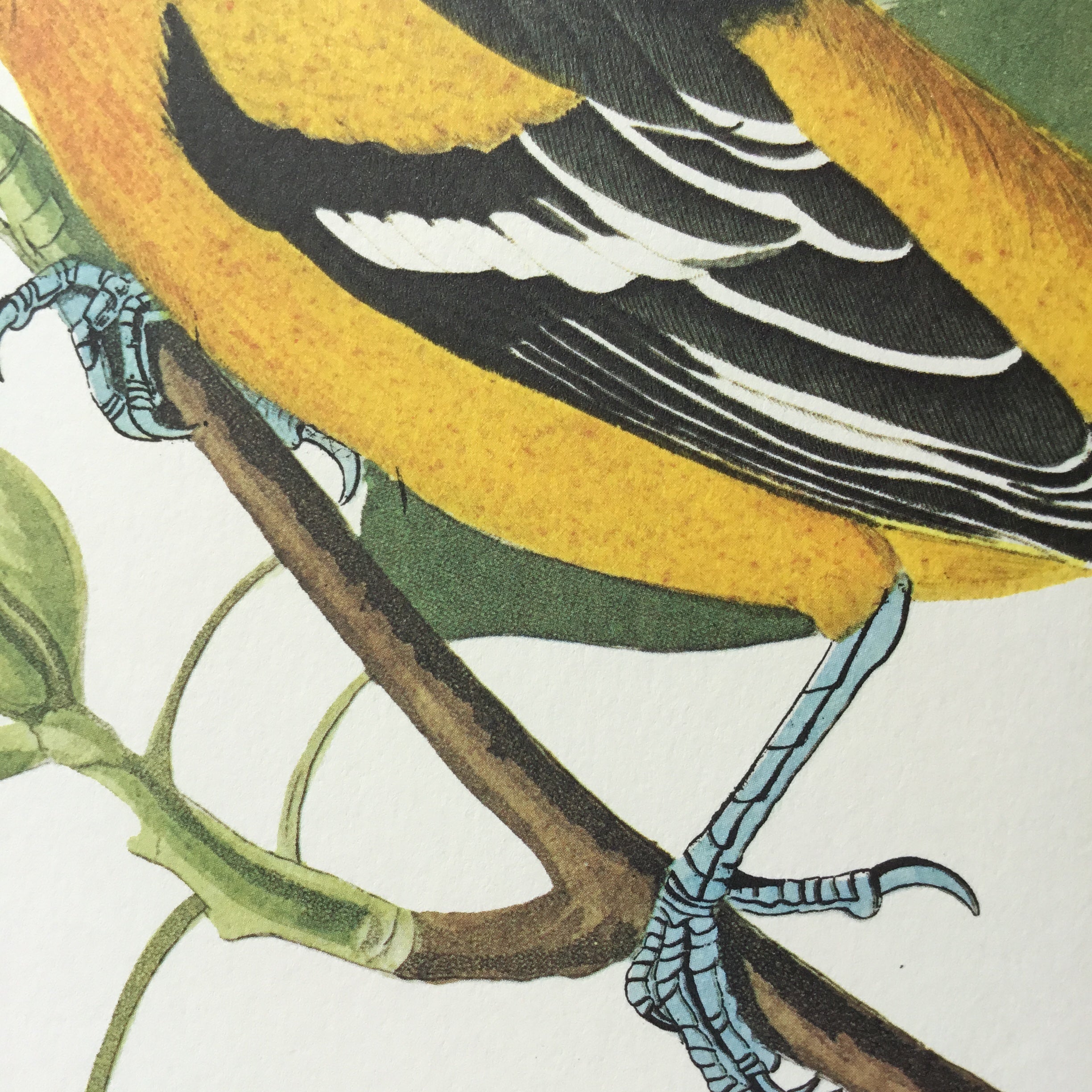 Baltimore Oriole Audubon Print. Princeton Audubon. World's only direct ...