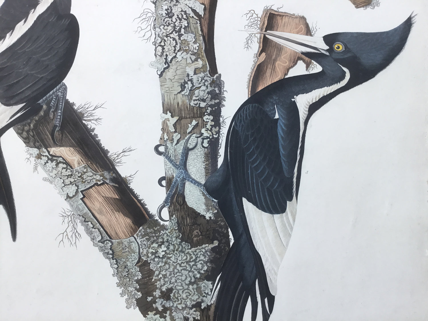 Original Audubon Havell Ivory-billed Woodpecker