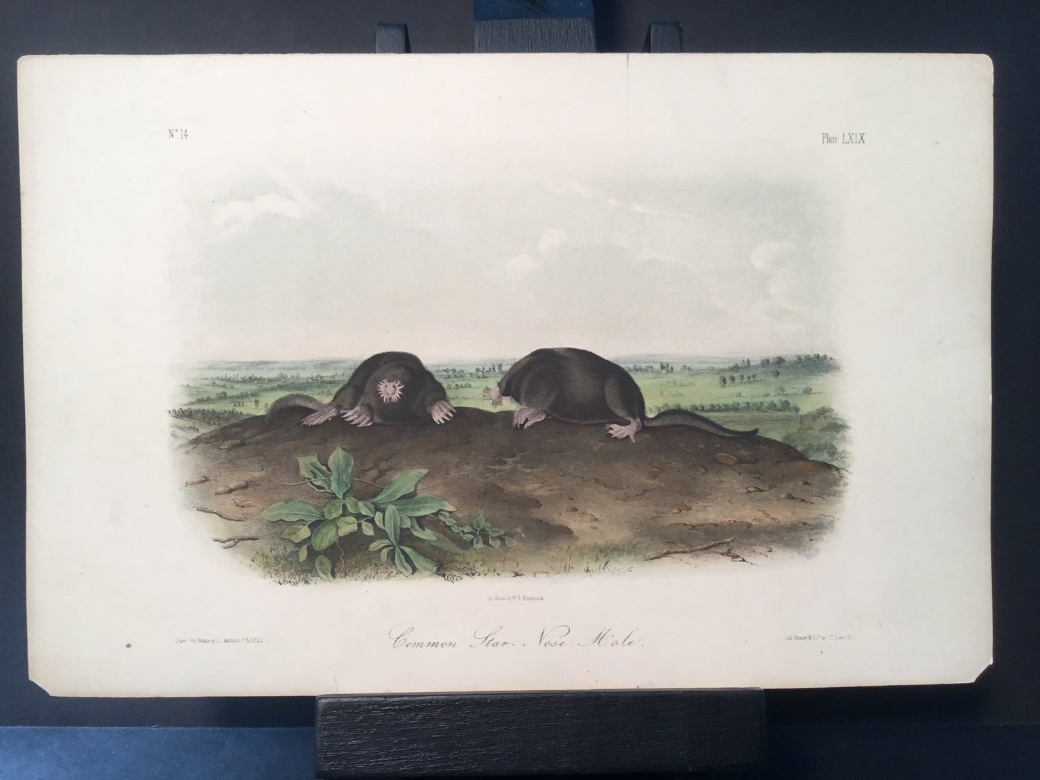 Lord-Hopkins Collection - Common Star Nose Mole
