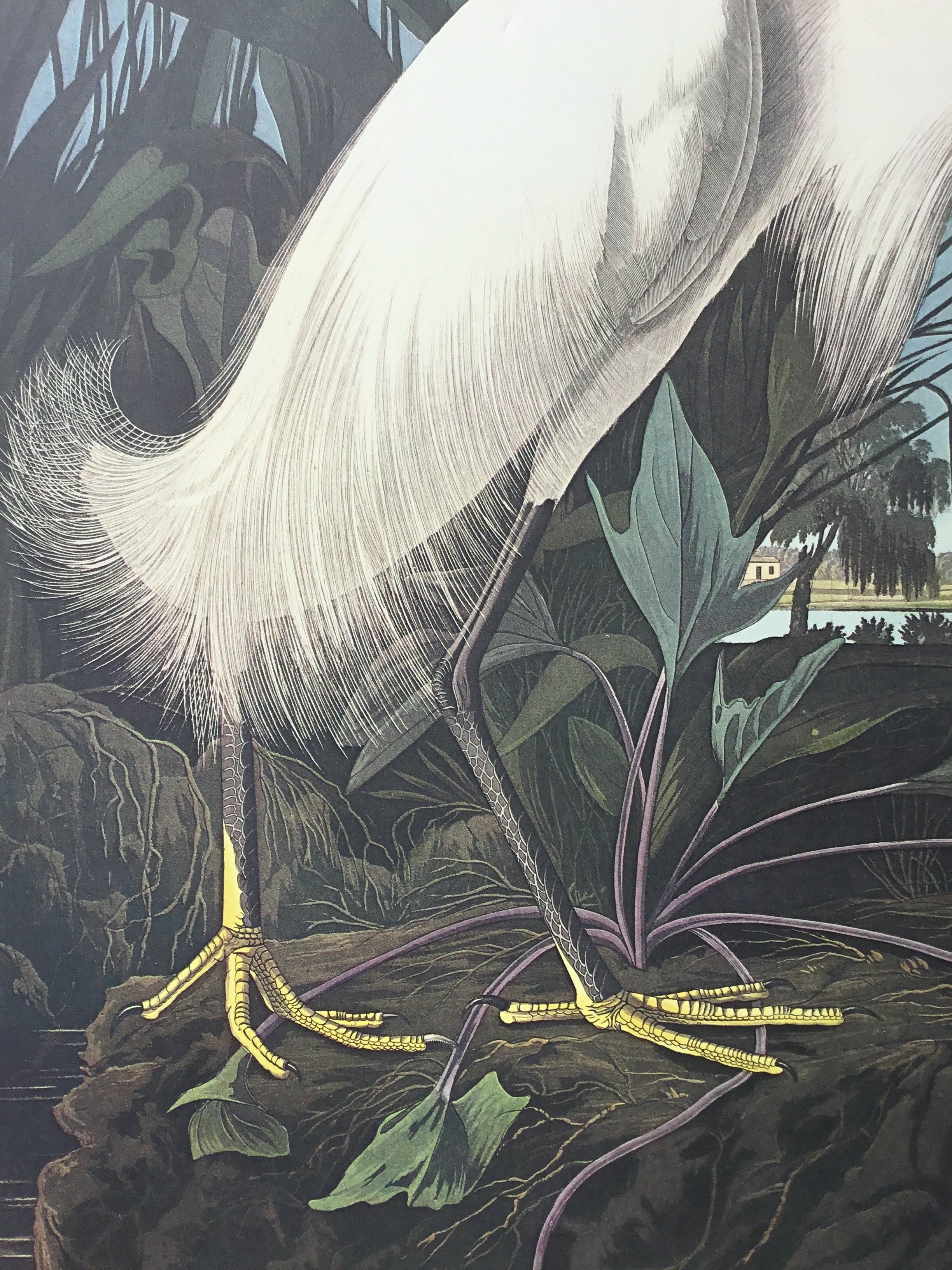 Snowy Egret print