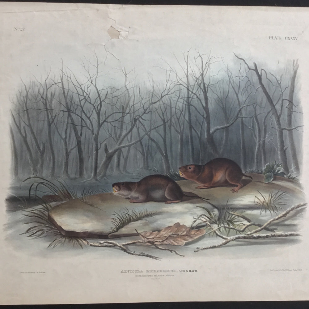 
                  
                    Lord-Hopkins Collection, Audubon Original Imperial plate 134, Richardson’s Meadow Mouse
                  
                