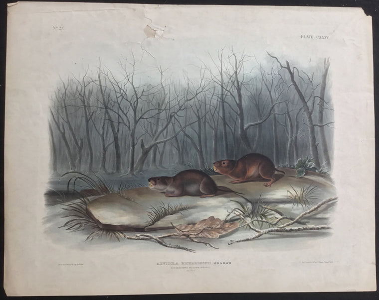 Lord-Hopkins Collection, Audubon Original Imperial plate 134, Richardson’s Meadow Mouse