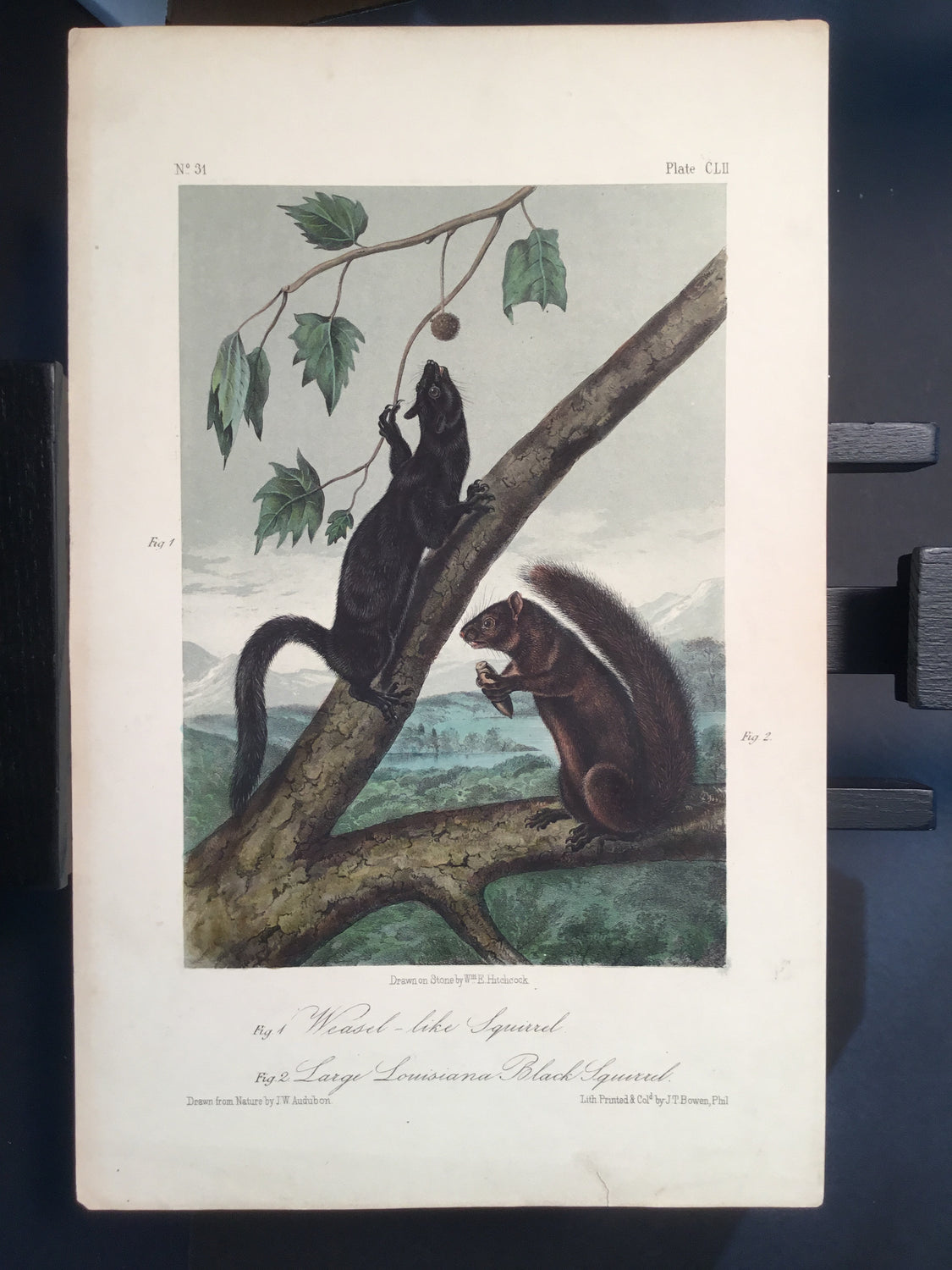Lord-Hopkins Collection - Weasel and Louisiana Squirrel