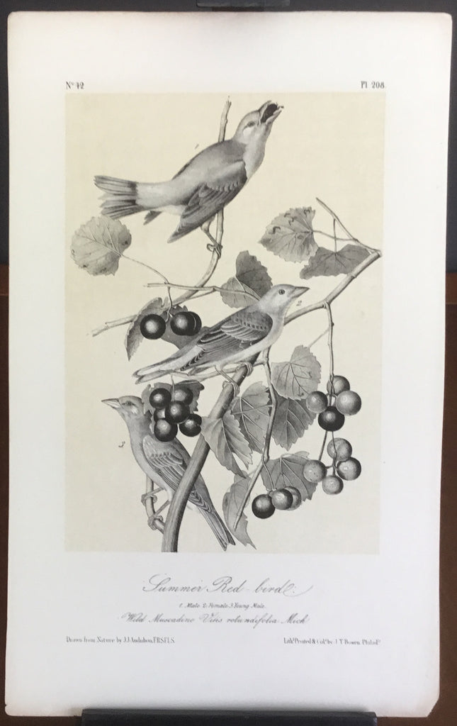 Audubon Octavo Summer Red-bird, plate 208, uncolored test sheet, 7 x 11