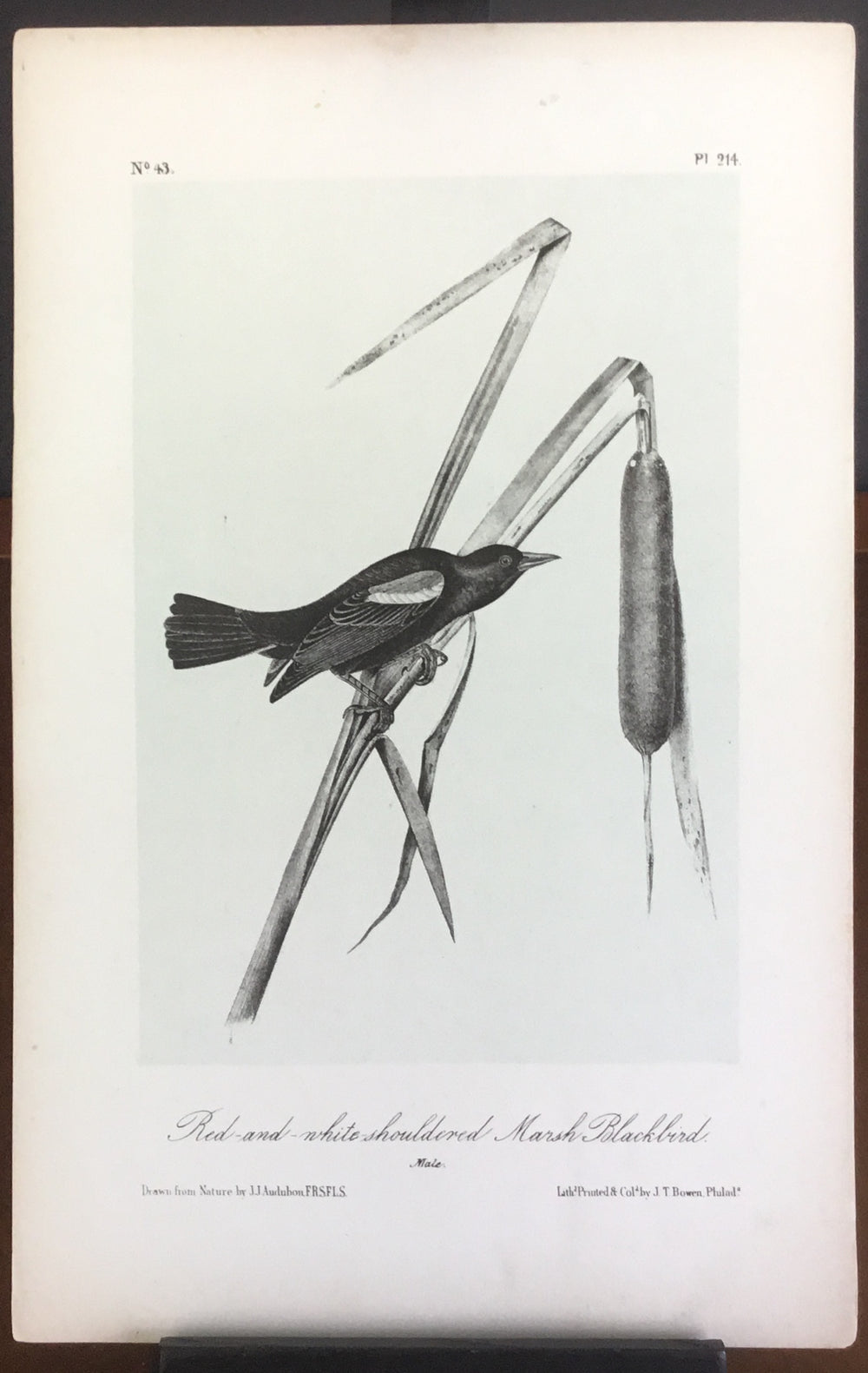 Audubon Octavo Red and White-shouldered Marsh Blackbird , plate 214, uncolored test sheet, 7 x 11