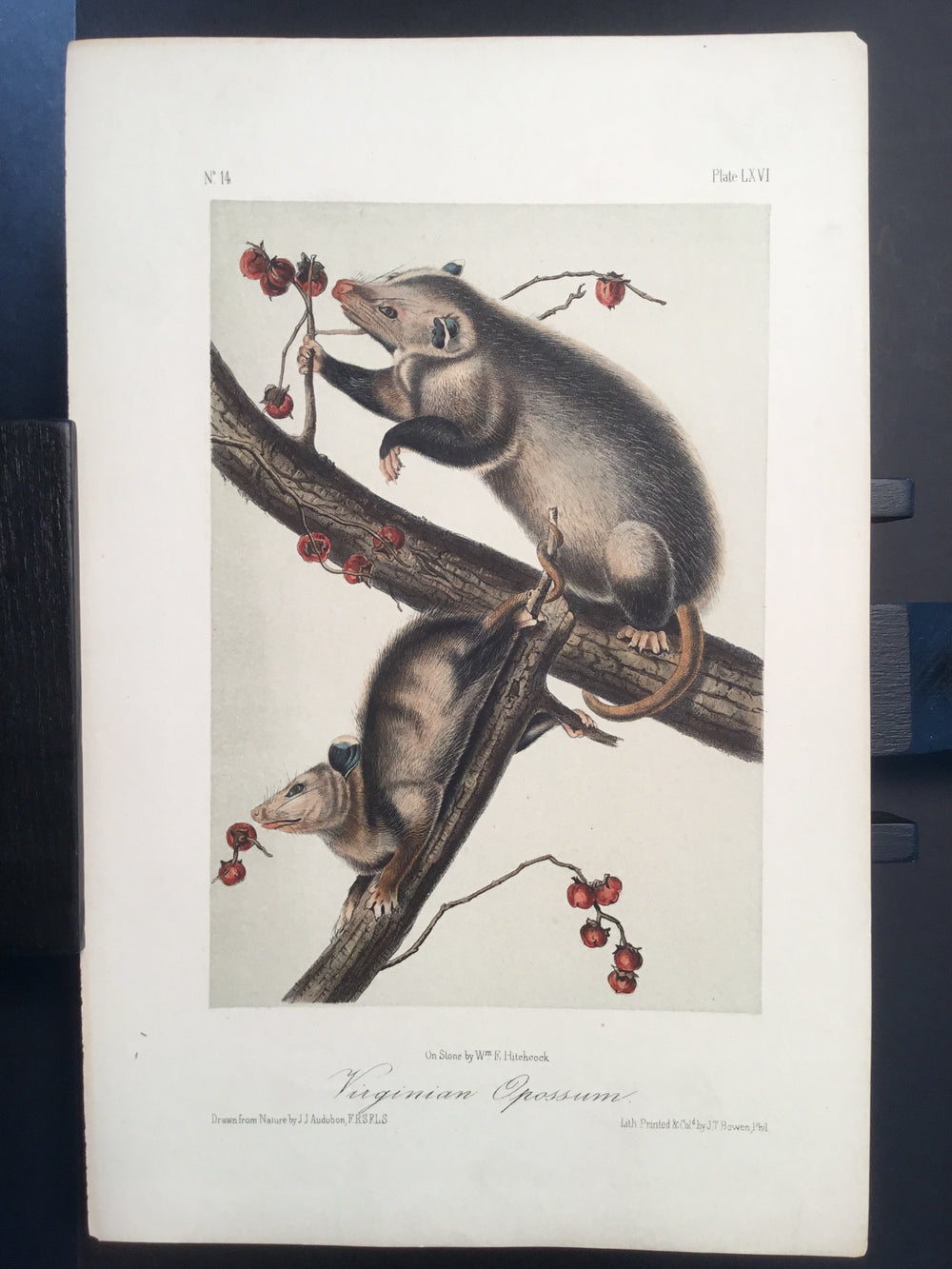Lord-Hopkins Collection - Virginia Opossum