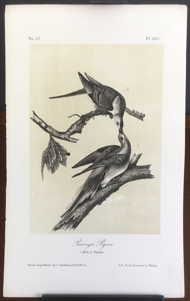 Audubon Octavo Passenger Pigeon, plate 285, uncolored test sheet, 7 x 11