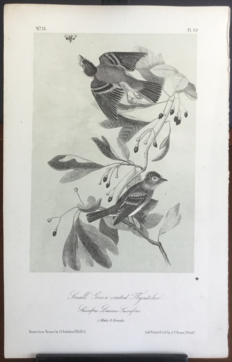 Audubon Octavo Small Green-crested Flycatcher, plate 62, uncolored test sheet. 7 x 11