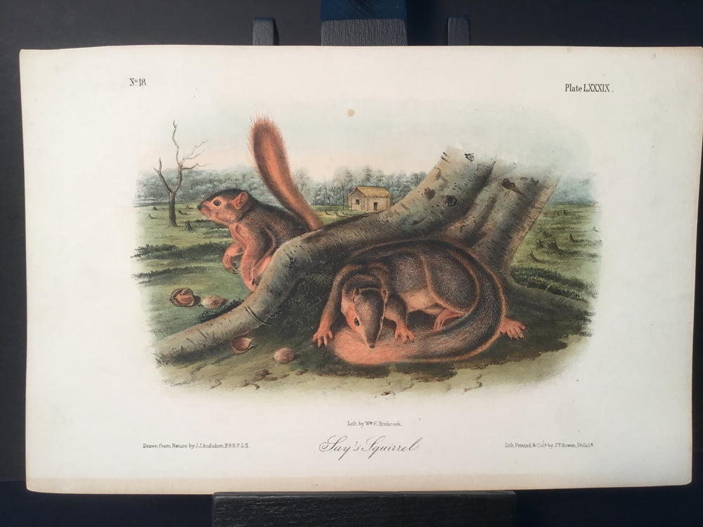 Lord-Hopkins Collection - Say’s Squirrel