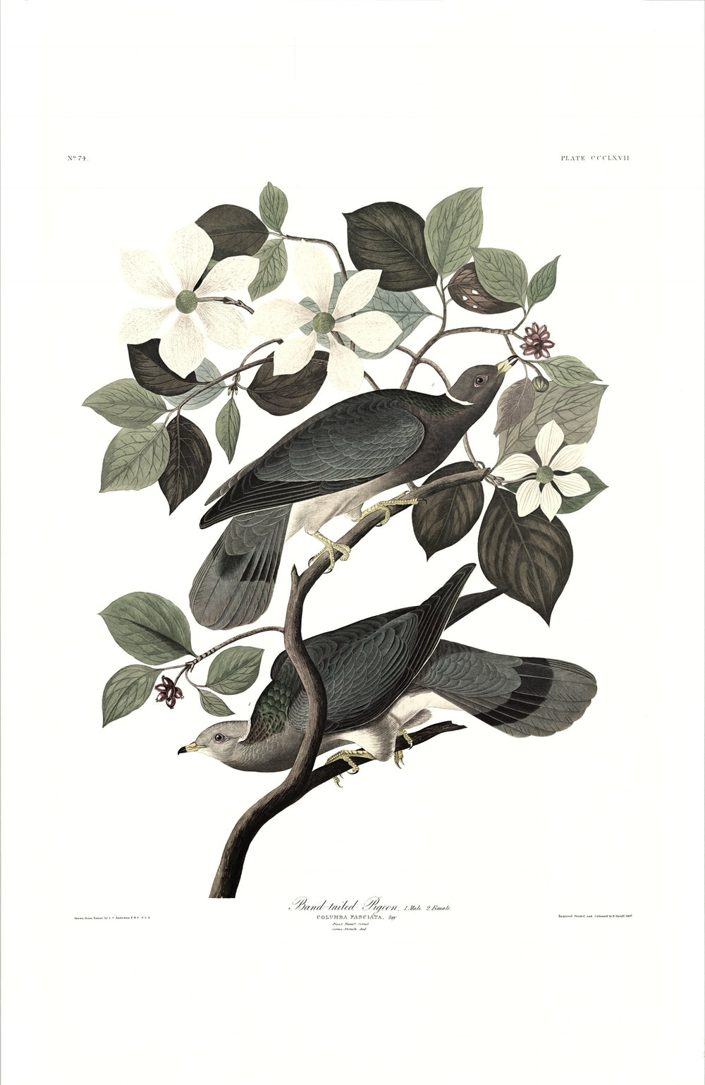 Band-tailed Pigeon – Princeton Audubon Prints