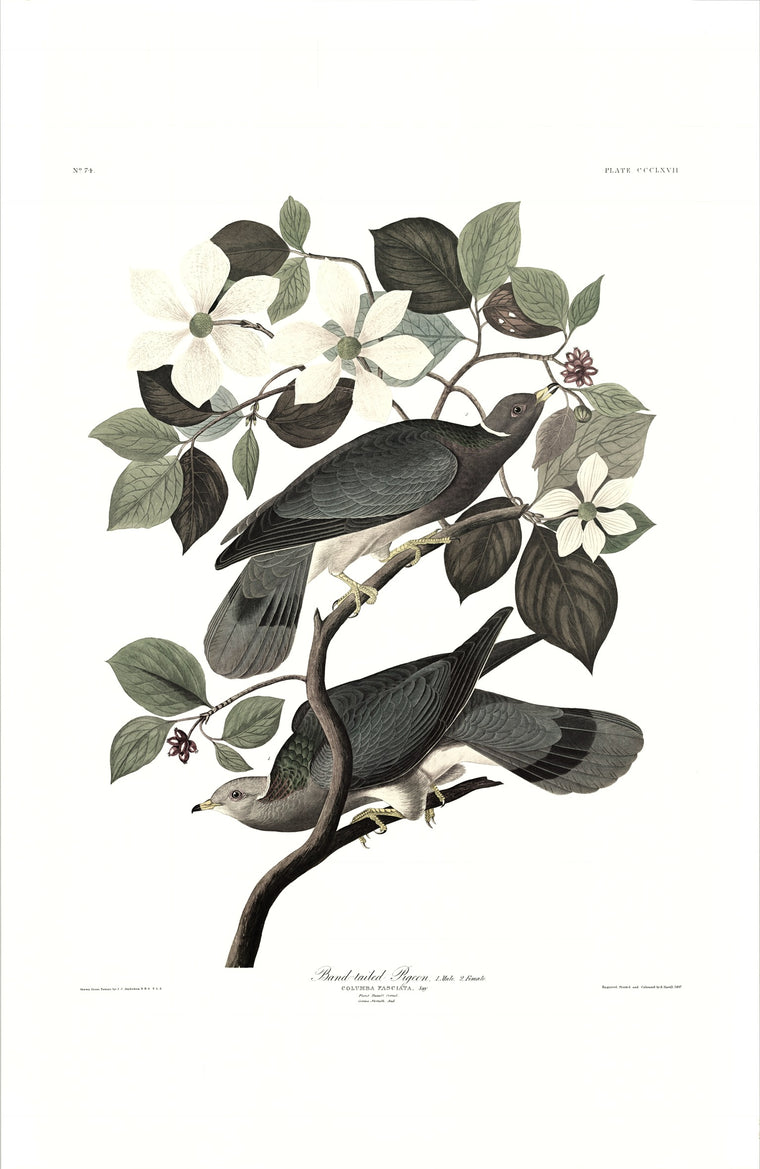 Band-tailed Pigeon Audubon Print. Princeton Audubon. World's only direct camera edition of this image.