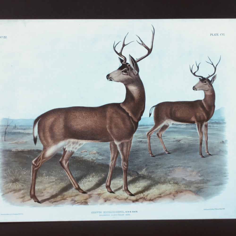 
                  
                    Original Audubon Imperial Columbian Black-tailed Deer, plate 106
                  
                