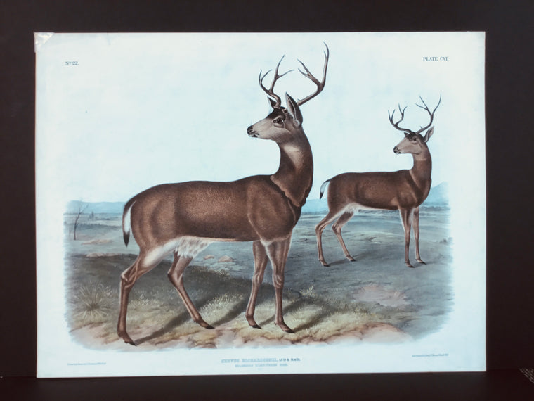 Original Audubon Imperial Columbian Black-tailed Deer, plate 106