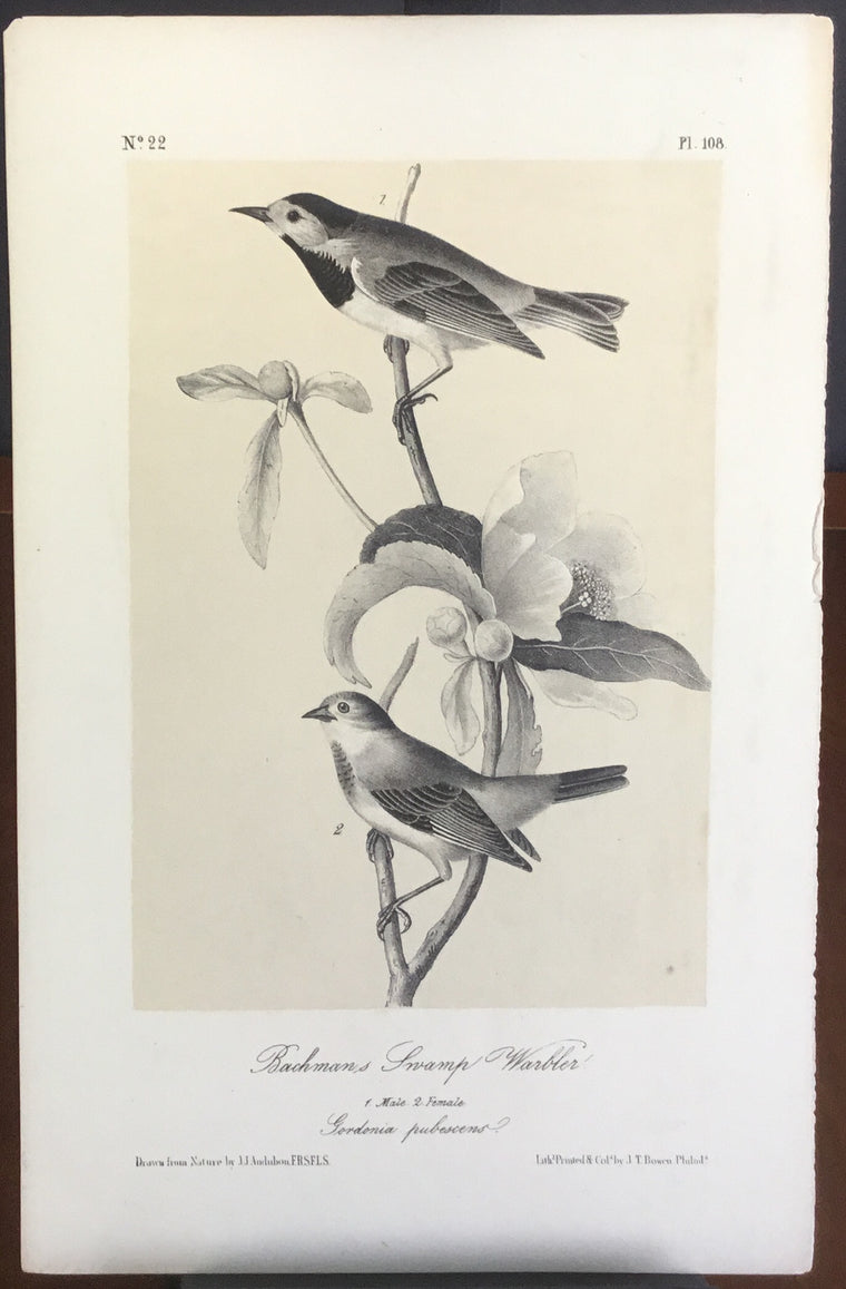Audubon Octavo Bachman’s Swamp Warbler, plate 108, uncolored test sheet, darker tint, 7 x 11