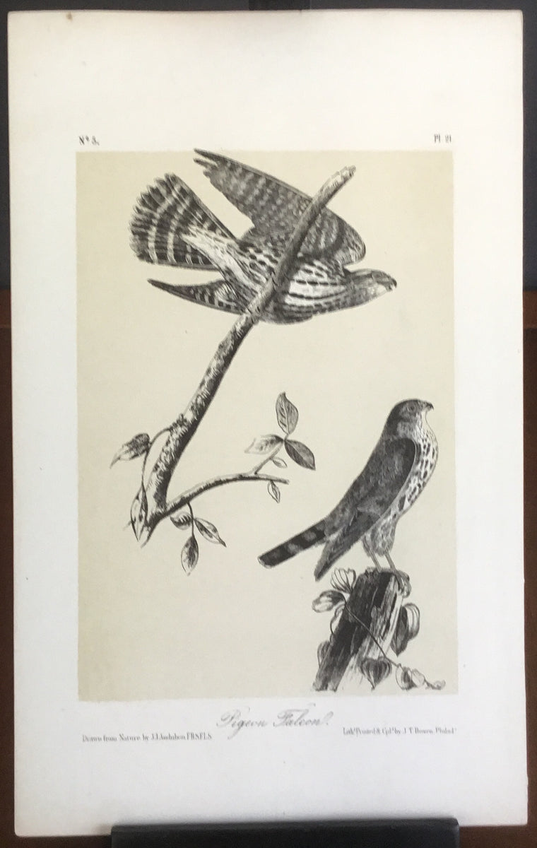 Audubon Octavo Pigeon Falcon, plate 21, uncolored test sheet. 7 x 11