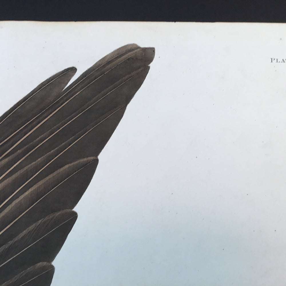 
                  
                    Original Audubon Havell Osprey or Fish Hawk, plate 81.
                  
                