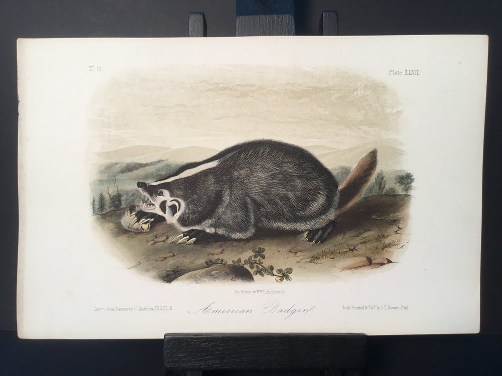 Lord-Hopkins Collection - American Badger