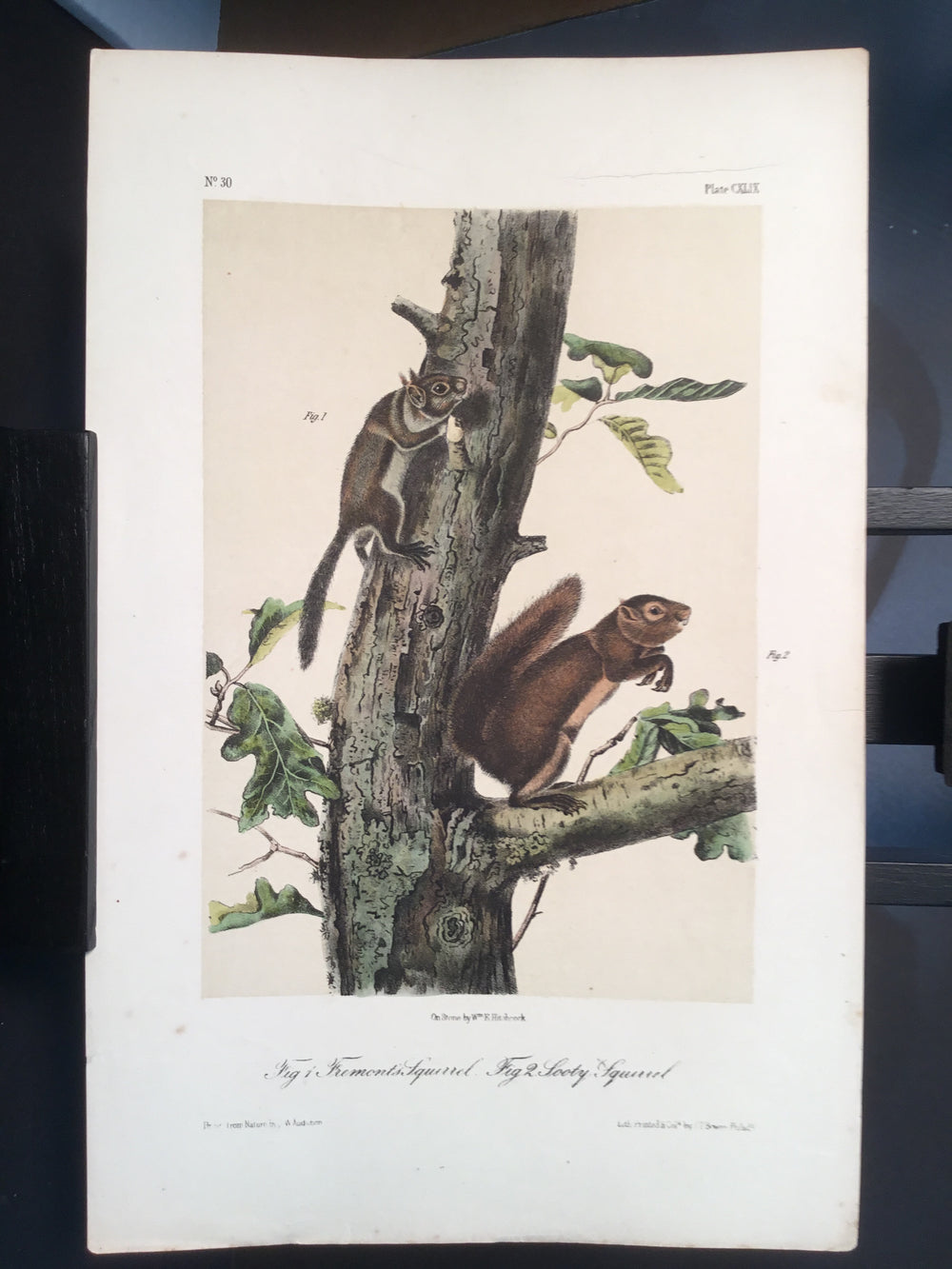 Lord-Hopkins Collection - Sooty Squirrel