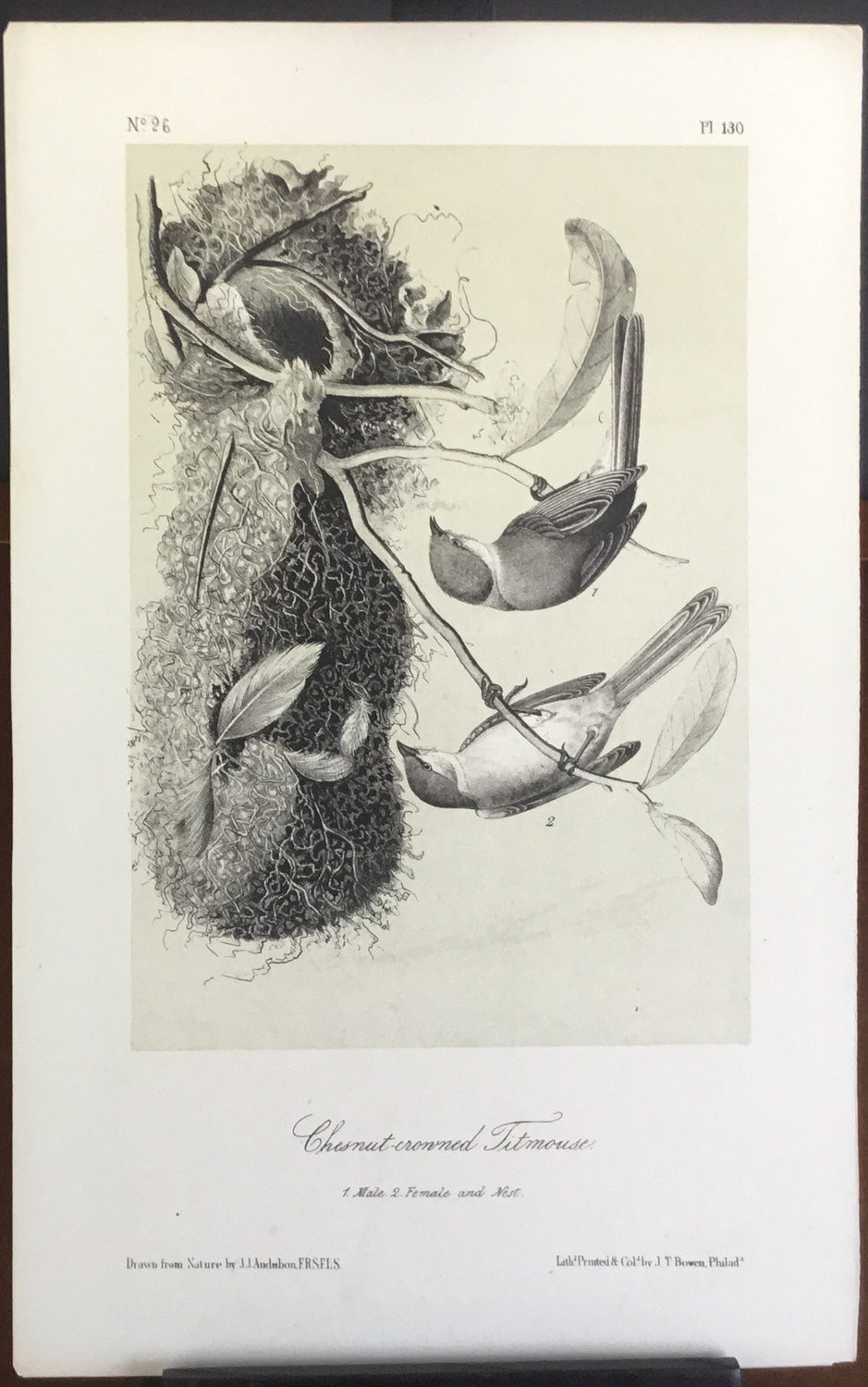 Audubon Octavo Chestnut-crowned Titmouse, plate 130, uncolored test sheet, 7 x 11