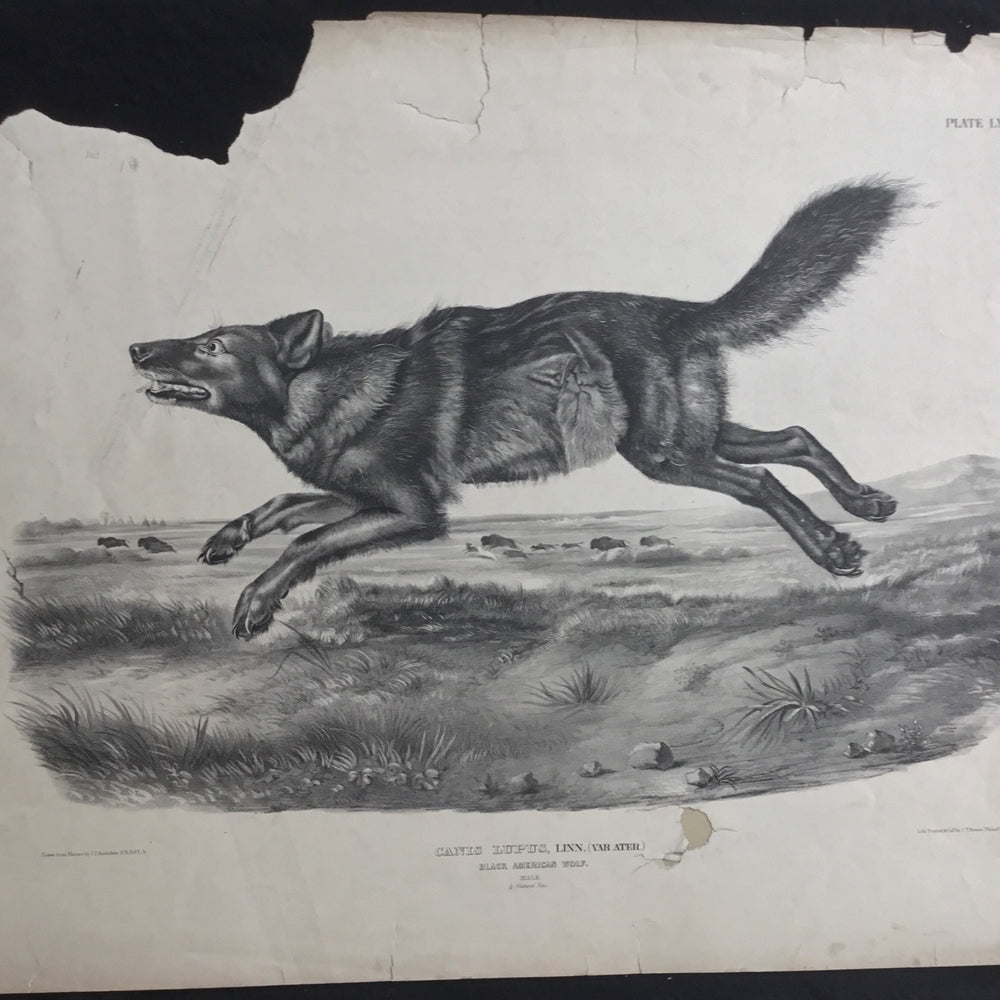 
                  
                    Lord-Hopkins Collection, Audubon Original Imperial plate 67, Black American Wolf
                  
                