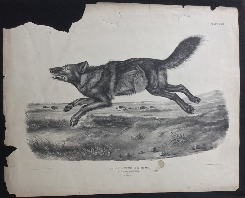 Lord-Hopkins Collection, Audubon Original Imperial plate 67, Black American Wolf