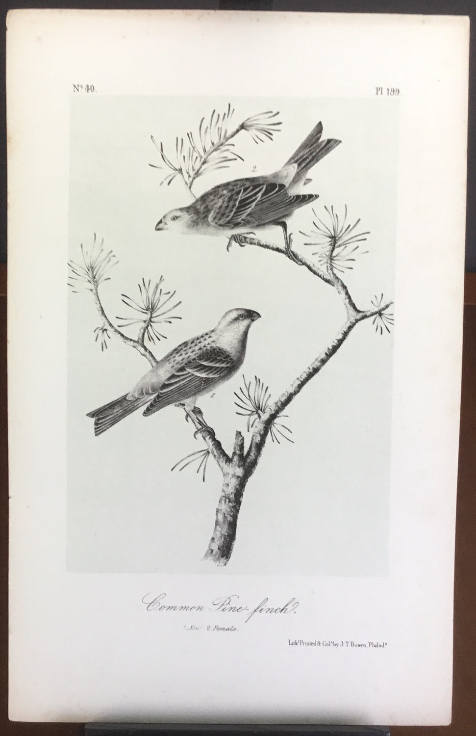 Audubon Octavo Common Pine Finch, plate 199, uncolored test sheet, 7 x 11