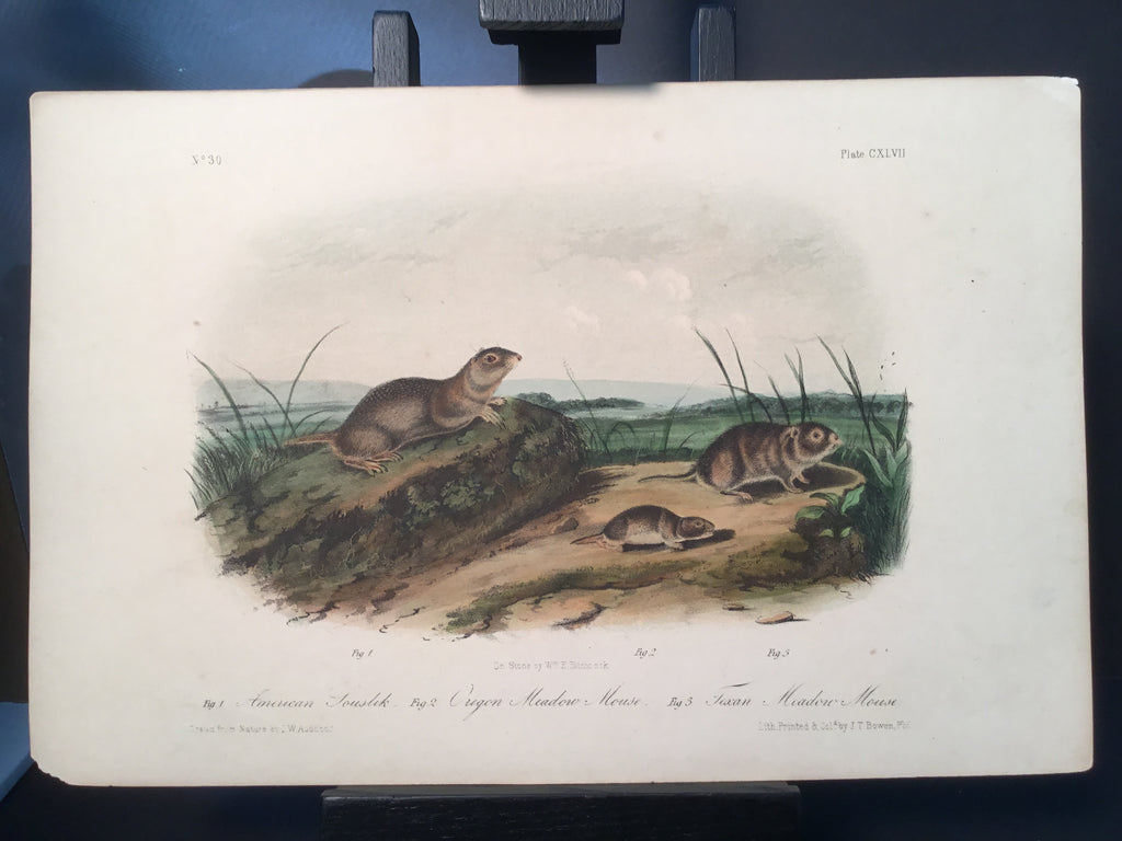 Lord-Hopkins Collection - Texan Meadow Mouse