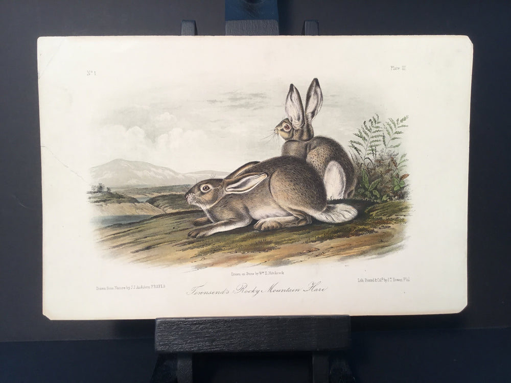 Lord-Hopkins Collection - Townsend’s Hare
