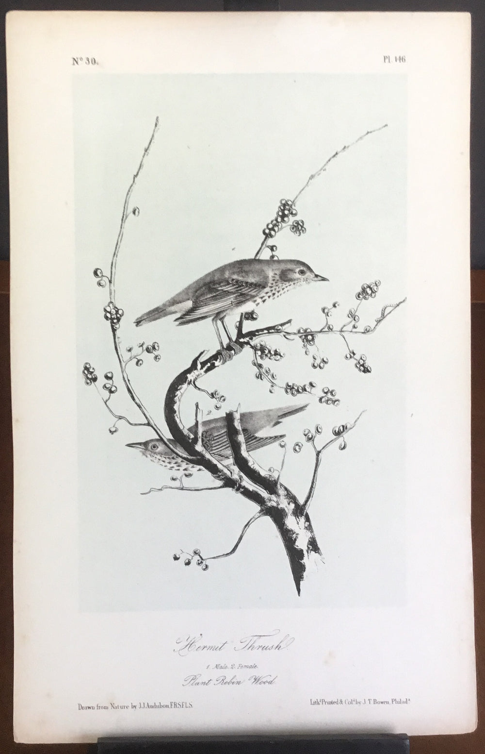 Audubon Octavo Hermit Thrush, plate 146, uncolored test sheet, 7 x 11